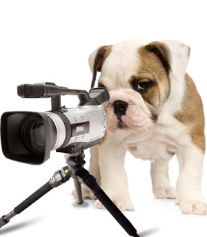 dog-video-camera.jpg